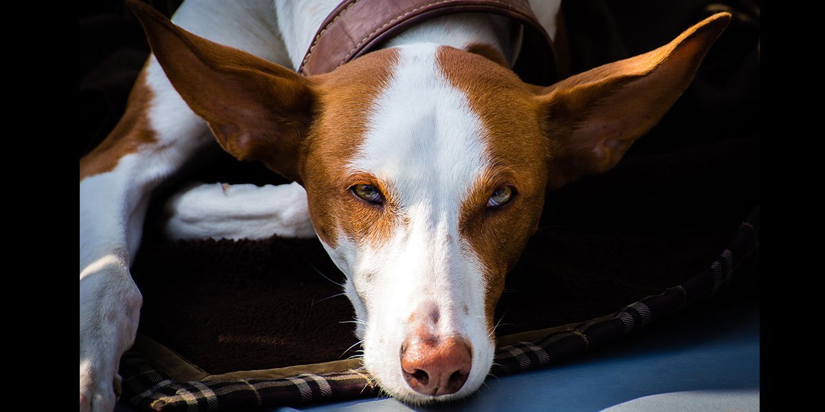 Sind Chillax-Kekse ein Wundermittel (Bild: Podenco)