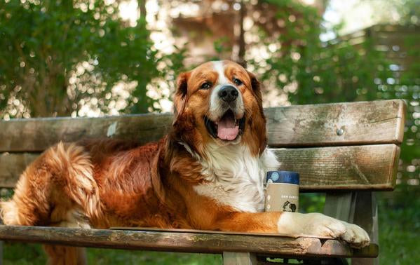 Für Hunde - Futterergänzungsmittel mit natürlichen Kräuterextrakten